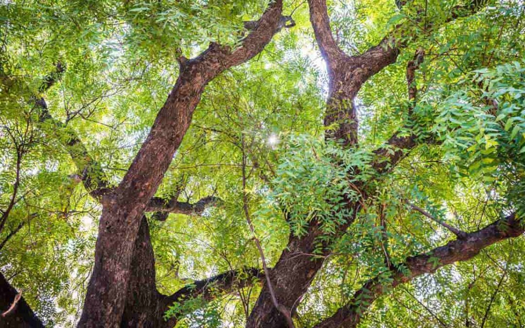 The Neem Tree Issue Patenting – Unimarks